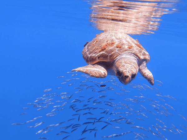 A loggerhead turtle creating an oasis effect providing shelter for fish