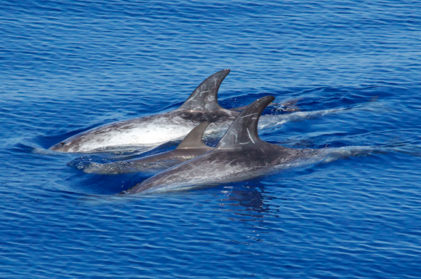 Rissos dolphins in the Mediterranean