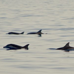 Striped dolphins swimming slowly in the Mediterranean