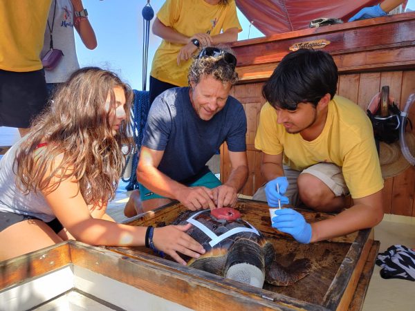Tagging a loggerhead turtle on the deck of Toftevaag