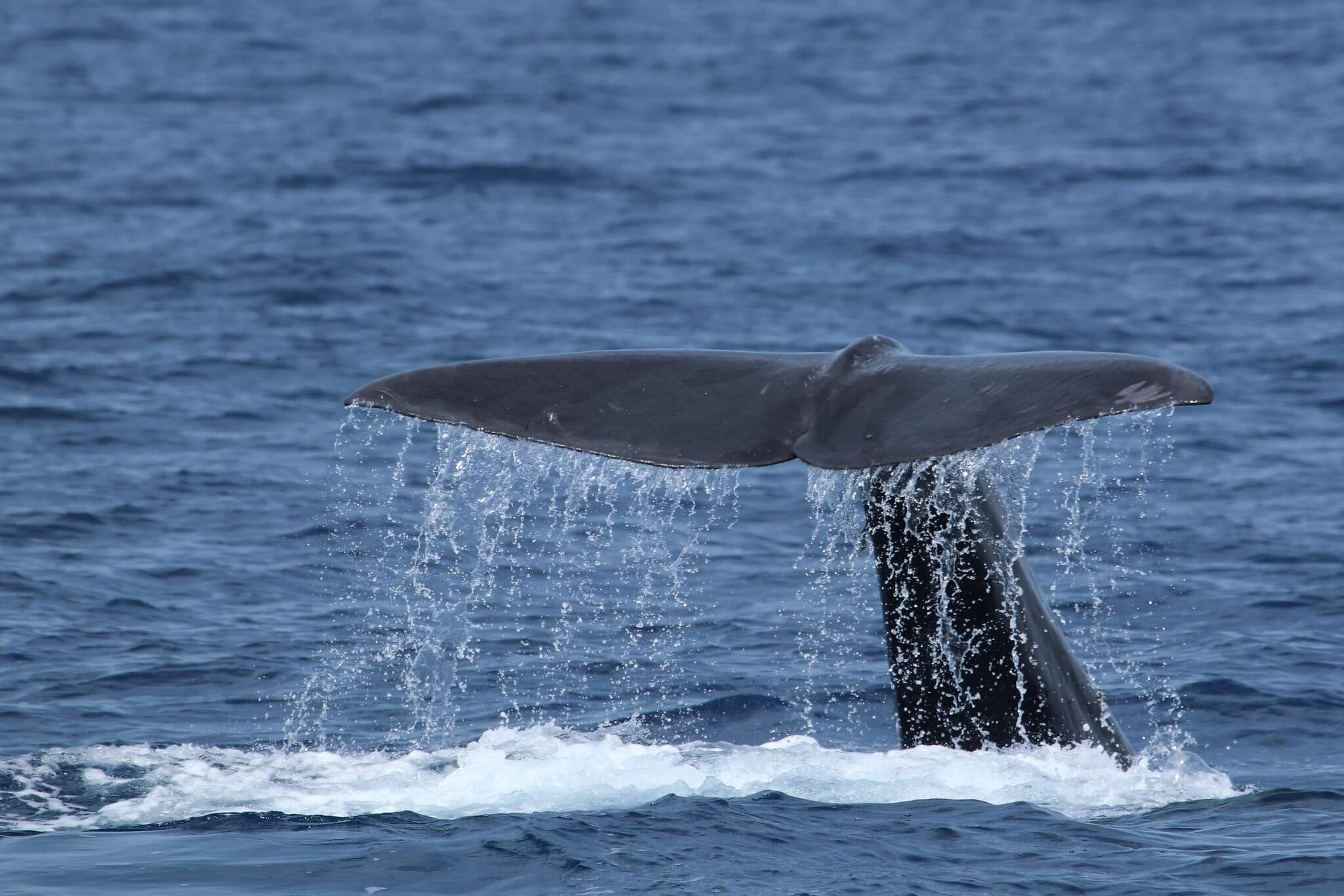 The fluke of a diving sperm whale