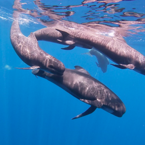 Underwater image of pilot whales