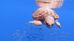 A-loggerhead-turtle-creating-an-oasis-effect-providing-shelter-for-fish-1.png
