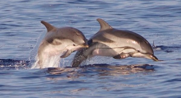 cropped-Striped-dolphins.jpg