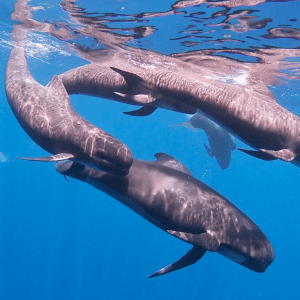 Pilot whales underwater