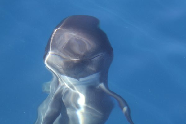 dolphin smiling