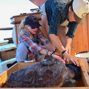 volunteer caring for a turtle