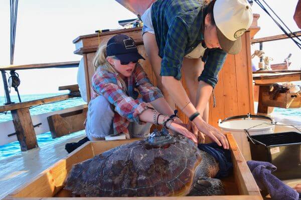 volunteer caring for a turtle