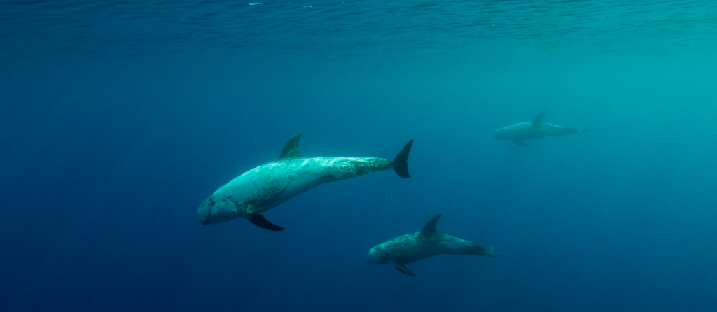 Underwater photograph of Risso's dolphins in the Balearic Islands