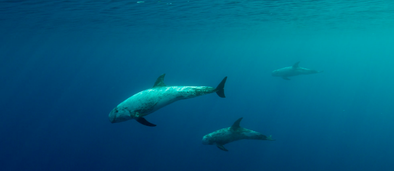 Underwater photograph of Risso's dolphins in the Balearic Islands