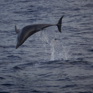 Bottlenose dolphin breaching