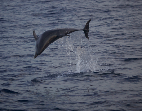 Bottlenose dolphin breaching